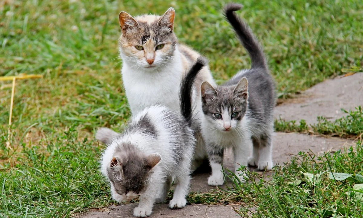 Кошка мама играть. Мама кошка и котенок. Забота о кошке. Потомство кошек. Кошка воспитывает котят.