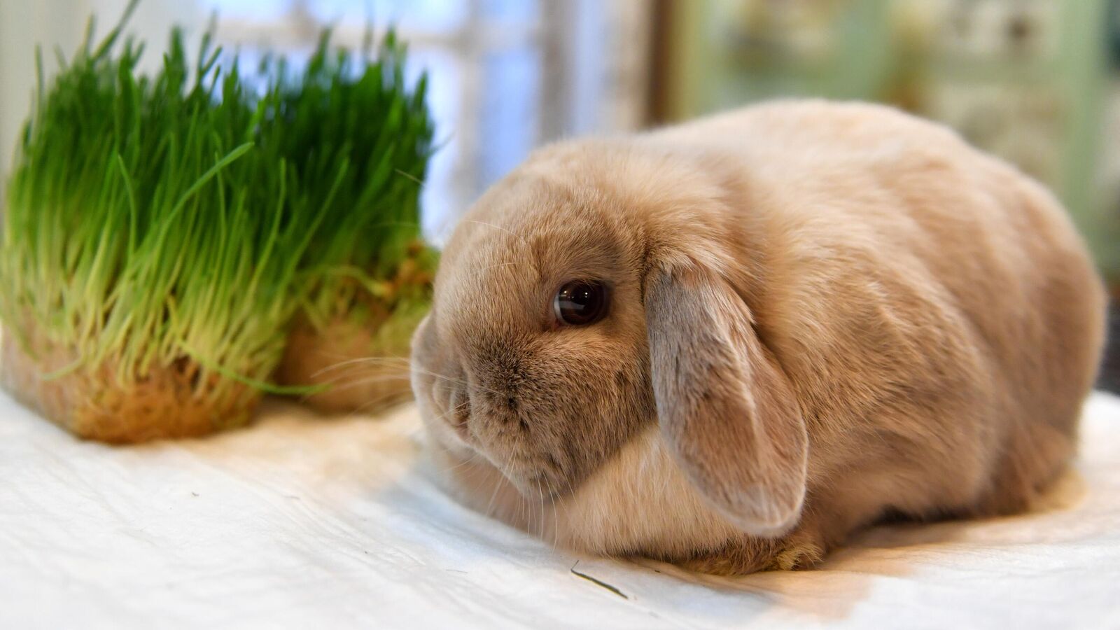 Кролик вислоухий баран карликовый рыжий. Декоративные кролики породы белка. Картинки карликовых кроликов декоративных. Сколько живут кролики.