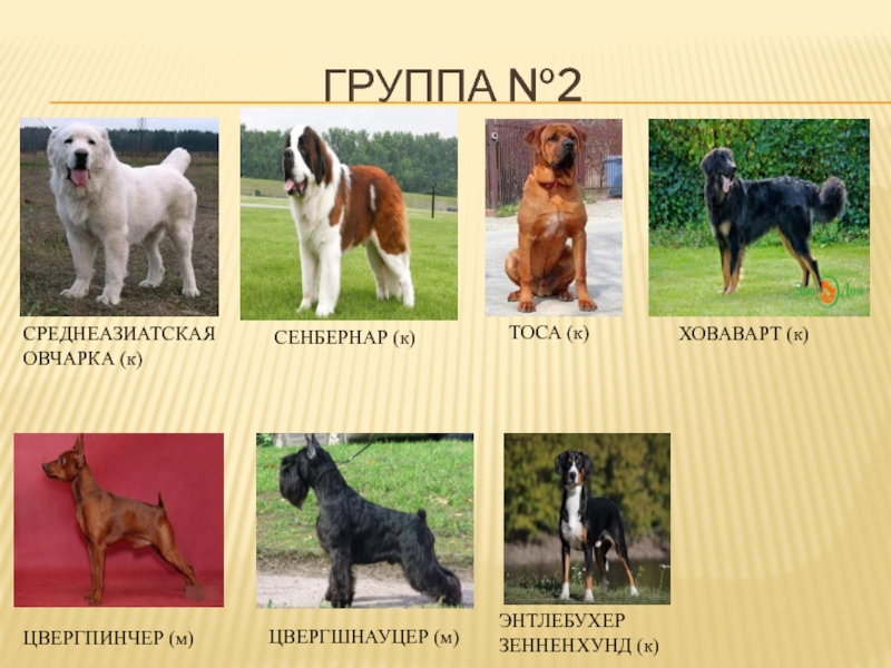 Пастушьи собаки. описание и особенности пастушьих пород собак