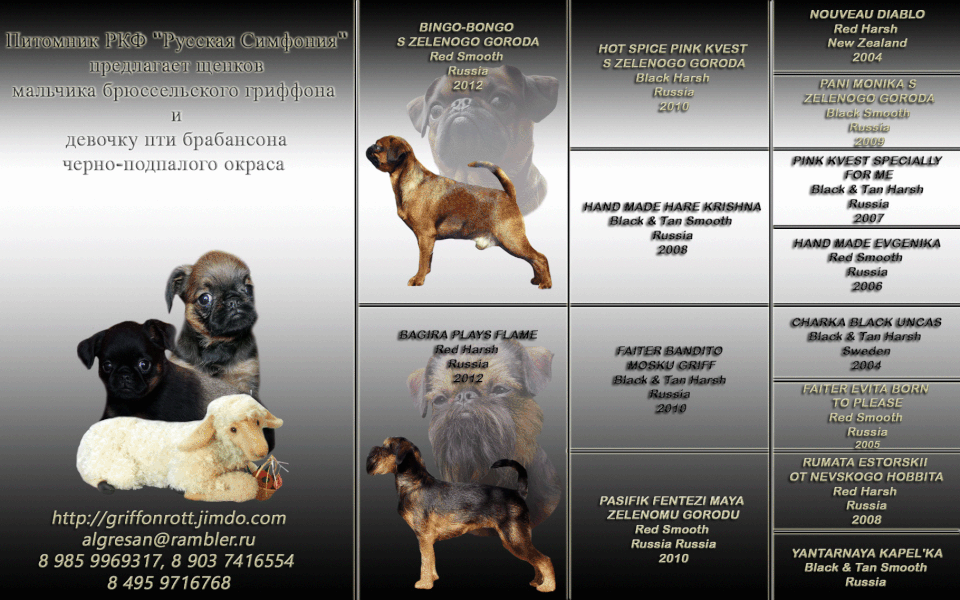 Пти брабансон: описание породы собак и характера