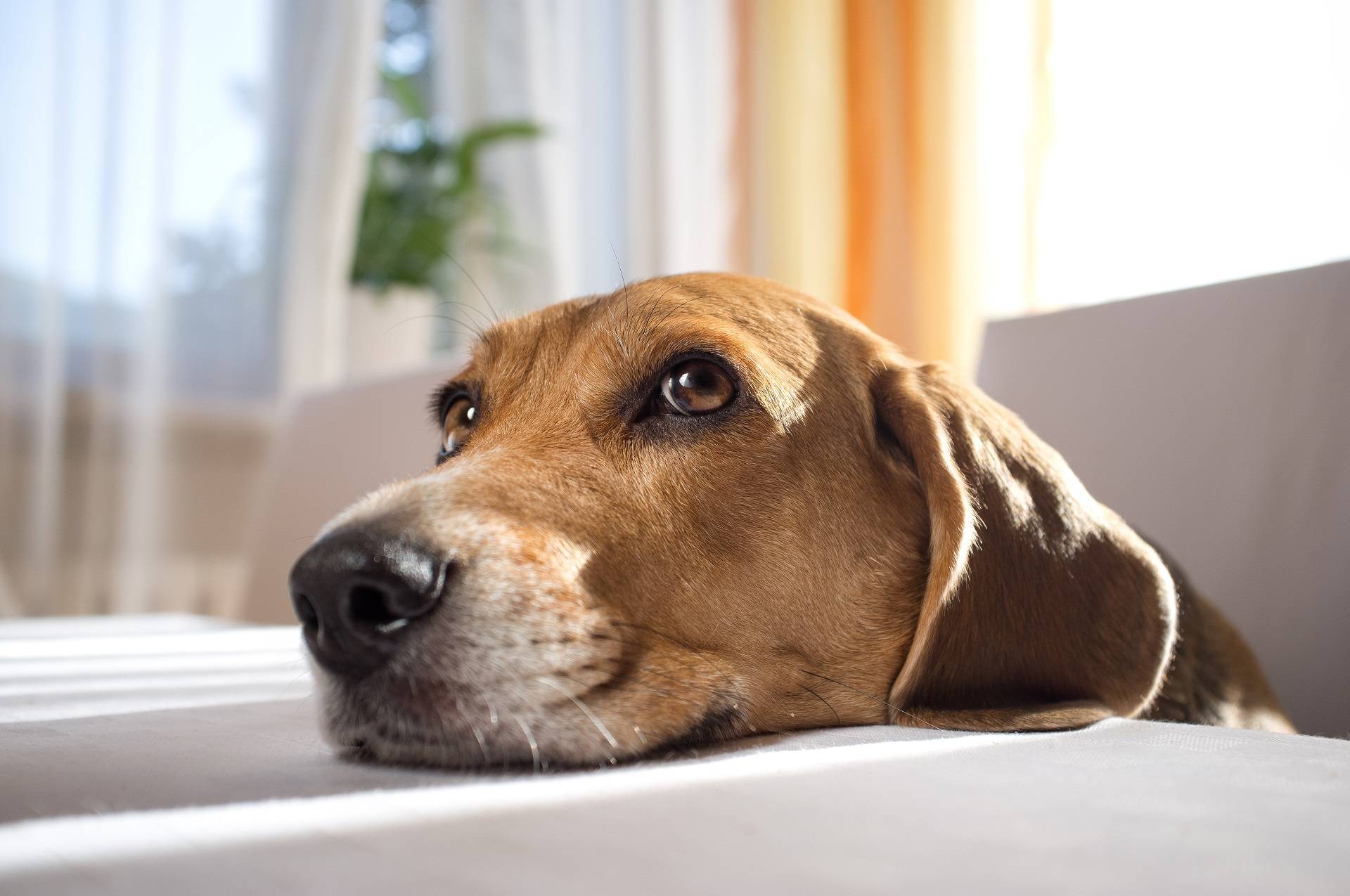 Зачем собаки крутятся на месте, когда укладываются спать? 10 интересных фактов о собаках