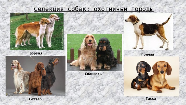 ᐉ 12 лучших легавых пород собака: фото, описание и стоимость - kcc-zoo.ru