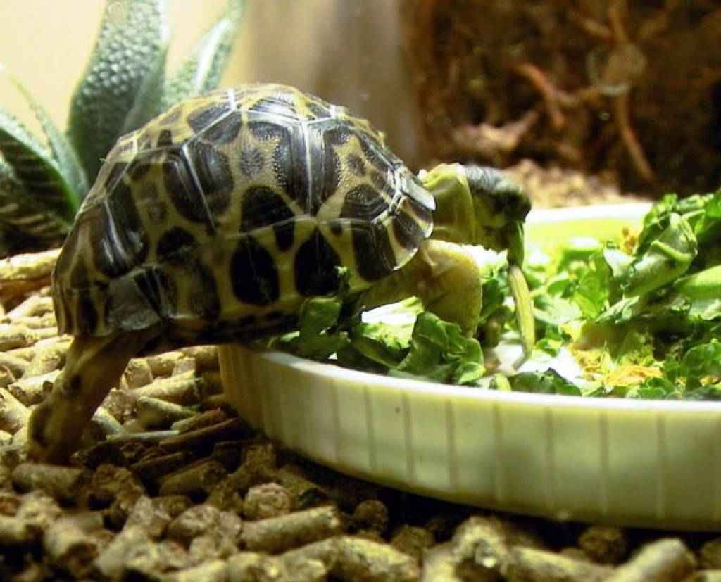 Уход за черепахой в домашних. Среднеазиатская красноухая черепаха. Малая мускусная черепаха. Сухопутная сухопутная черепаха. Черепаха домашняя.