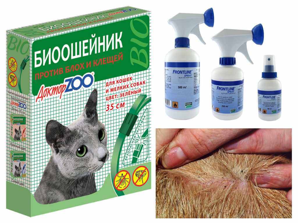 Как вывести блох у кошки в домашних условиях