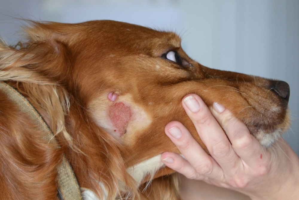 Экзема у собаки: причины, симптомы, лечение и профилактика | блог ветклиники "беланта"