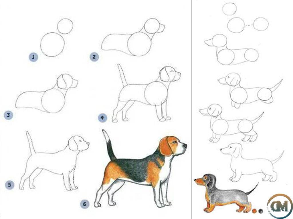 Как нарисовать собаку: поэтапно и легко изобразить щенка карандашом для детей
