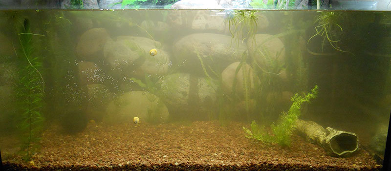 Мутнеет вода в аквариуме: причины, методы борьбы, профилактика