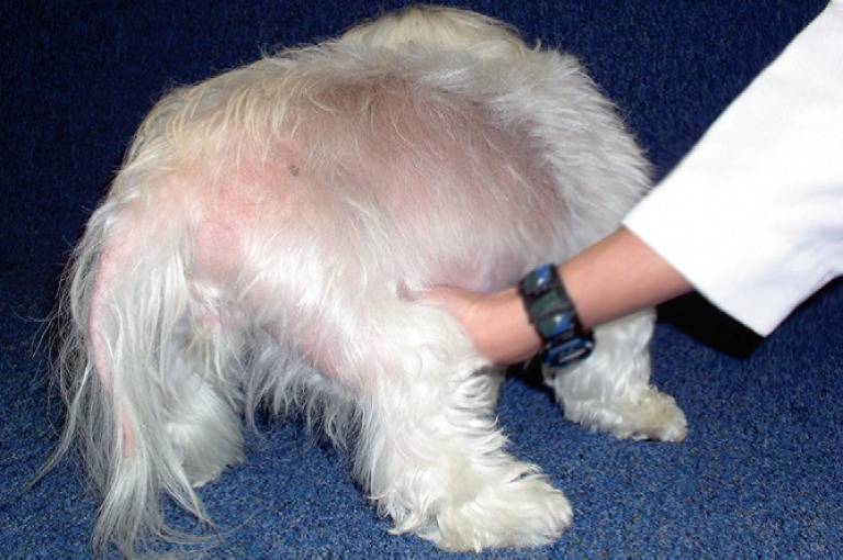 Дерматит у собаки: симптомы и признаки, причины заболевания, чем лечить, препараты, мази