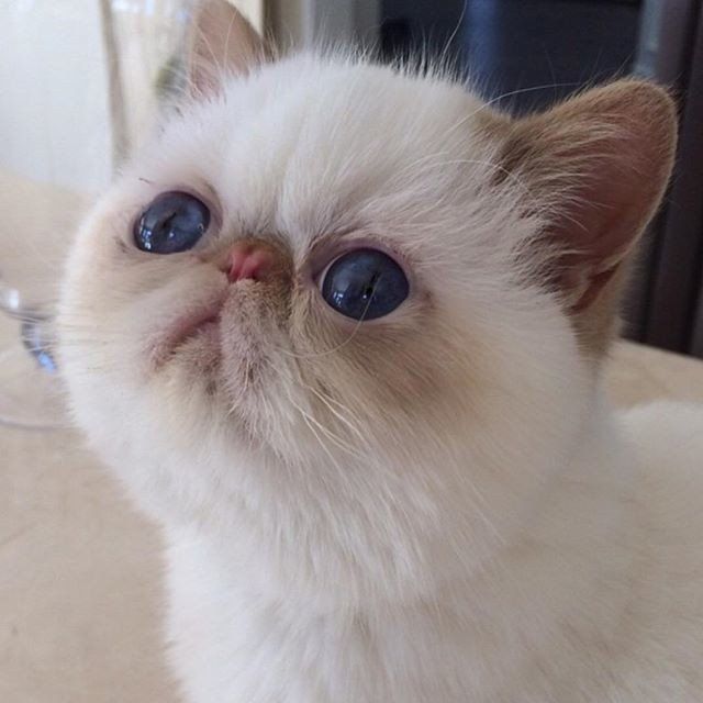 Породы кошек с большими глазами