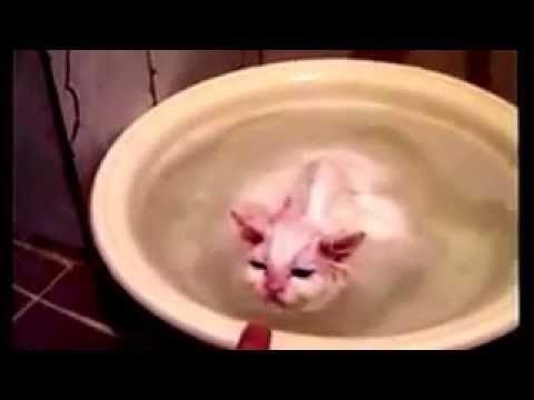 Как приучить кошку купаться: 11 шагов