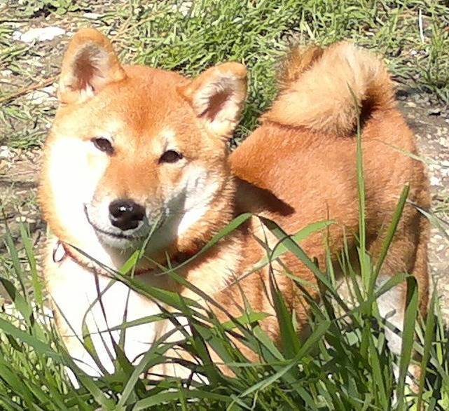 Сиба-ину: 95 фото особенностей и советы по выбору щенка. видео описание ухода за собакой