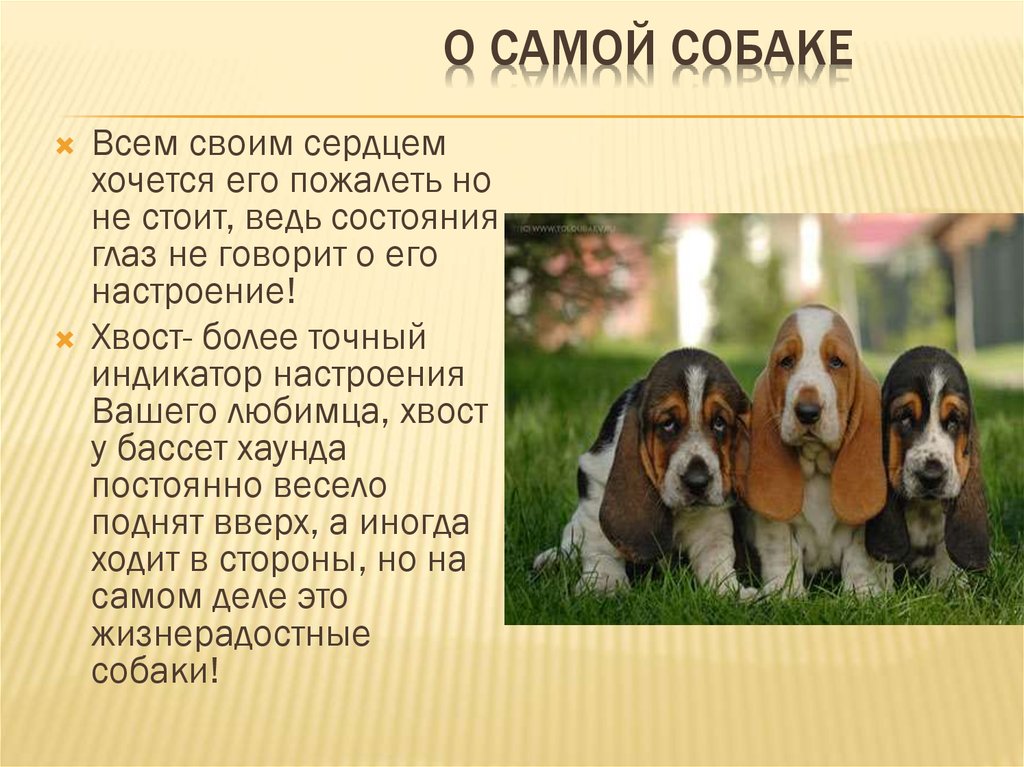 Бассет-хаунд: описание породы с фото, характеристика собаки, щенки, сколько живут, сколько стоит