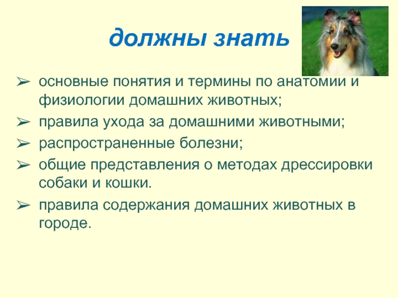 ᐉ уход за шерстью длинношерстных собак - ➡ motildazoo.ru