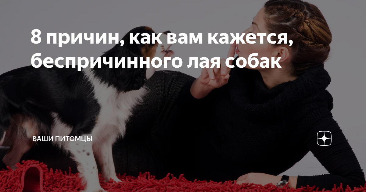 Собака лающая без причины. Как отучить собаку лаять. Как отучить собаку выть. Как отучить собаку лаять дома. Что делать если собака лает.