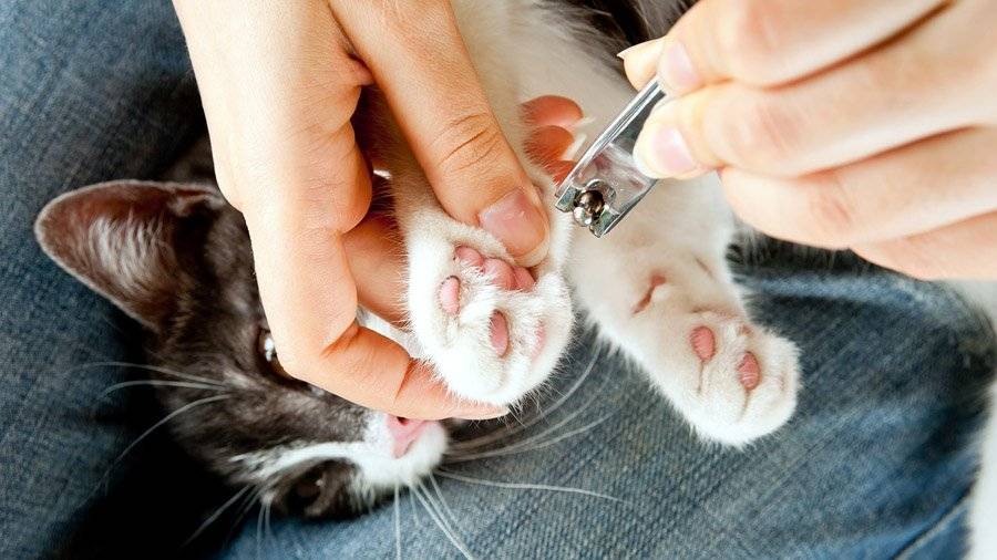 Как подстричь когти кошке - wikihow