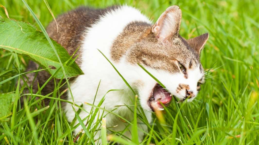 Вегетарианство в мире кошачьих: зачем кошки едят траву?
