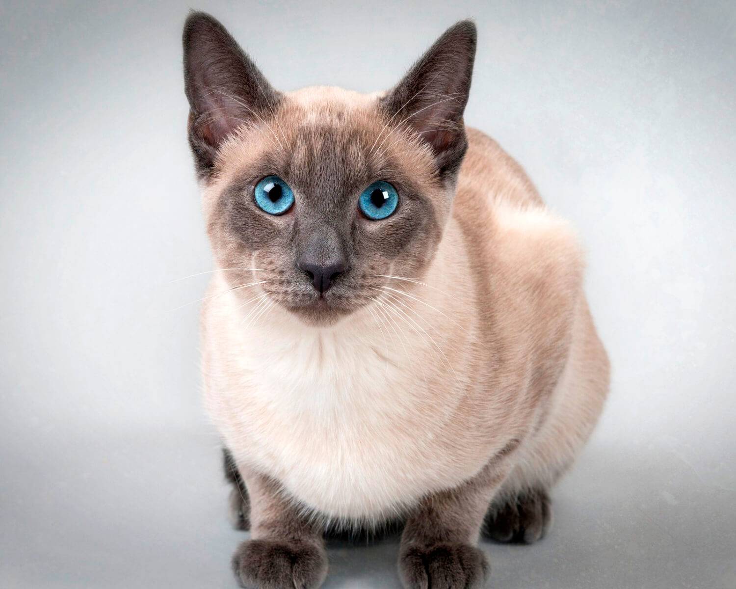Тайская кошка: фото, описание, окрас, характер, стандарт породы
