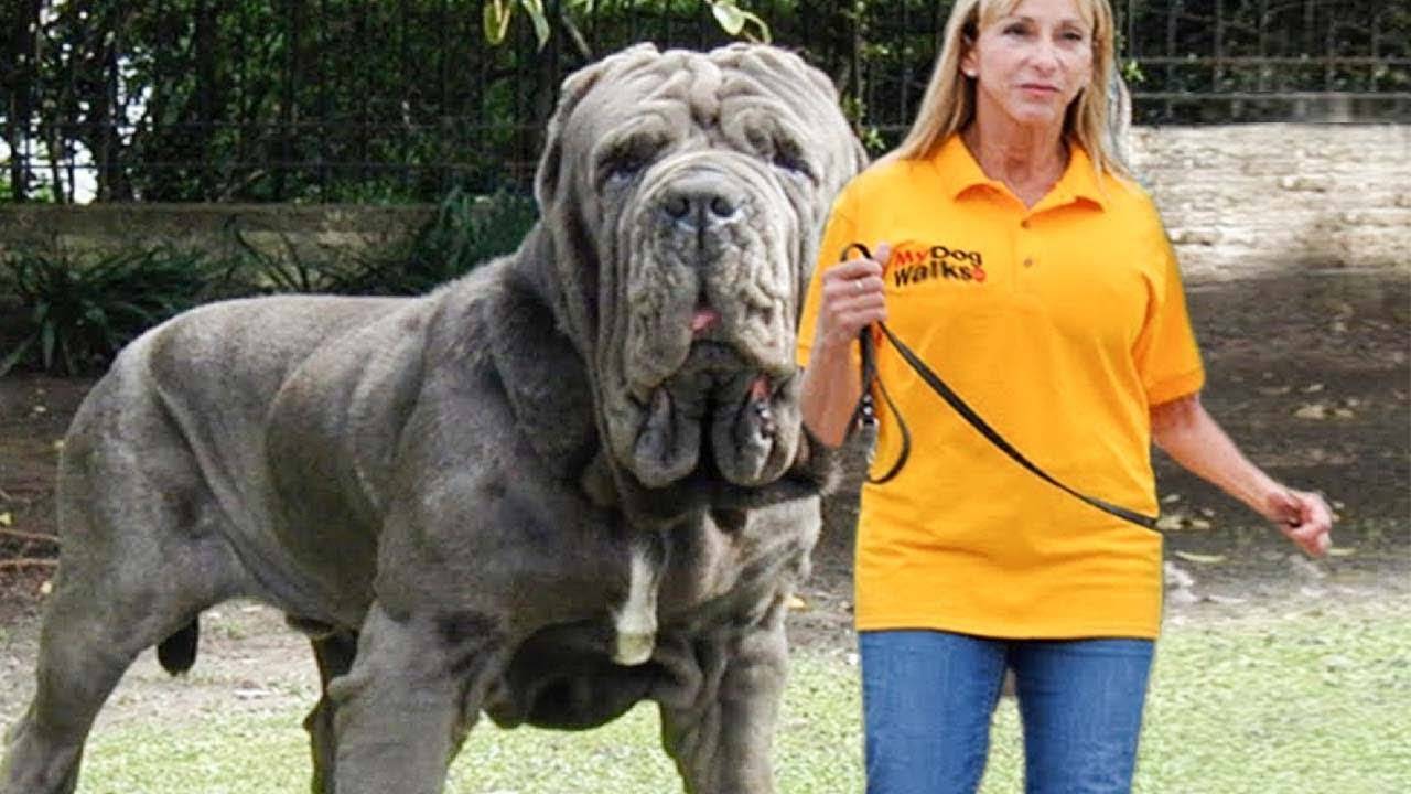 Самые редкие породы собак в мире | интересный сайт