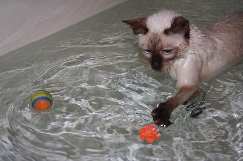 8 пород кошек, которые любят воду | скоттиш фолд вислоухое мяу