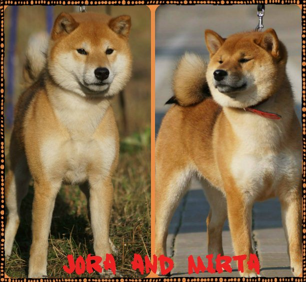 Акита-ину и сиба-ину: лиса в теле собаки и её уменьшенная копия