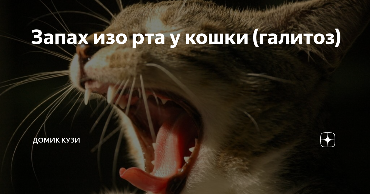 Сильный запах кошки. Почему у кошки пахнет изо рта. У кота неприятный запах изо рта причины.