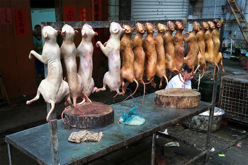Не все корейцы едят собак | dogkind.ru