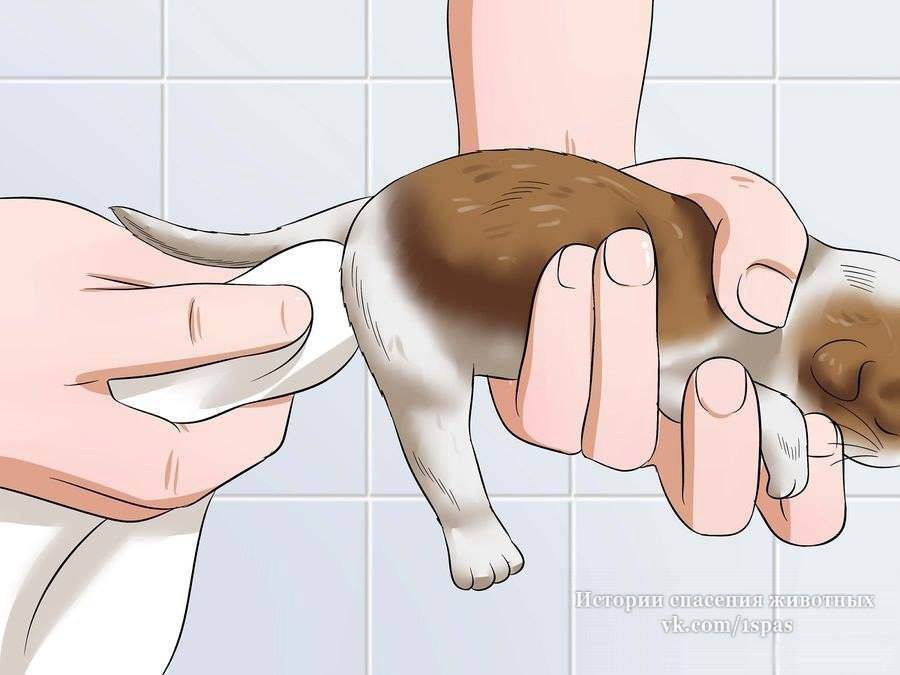 Как делать кошке массаж от запора – пошаговая инструкция, противопоказания, видео