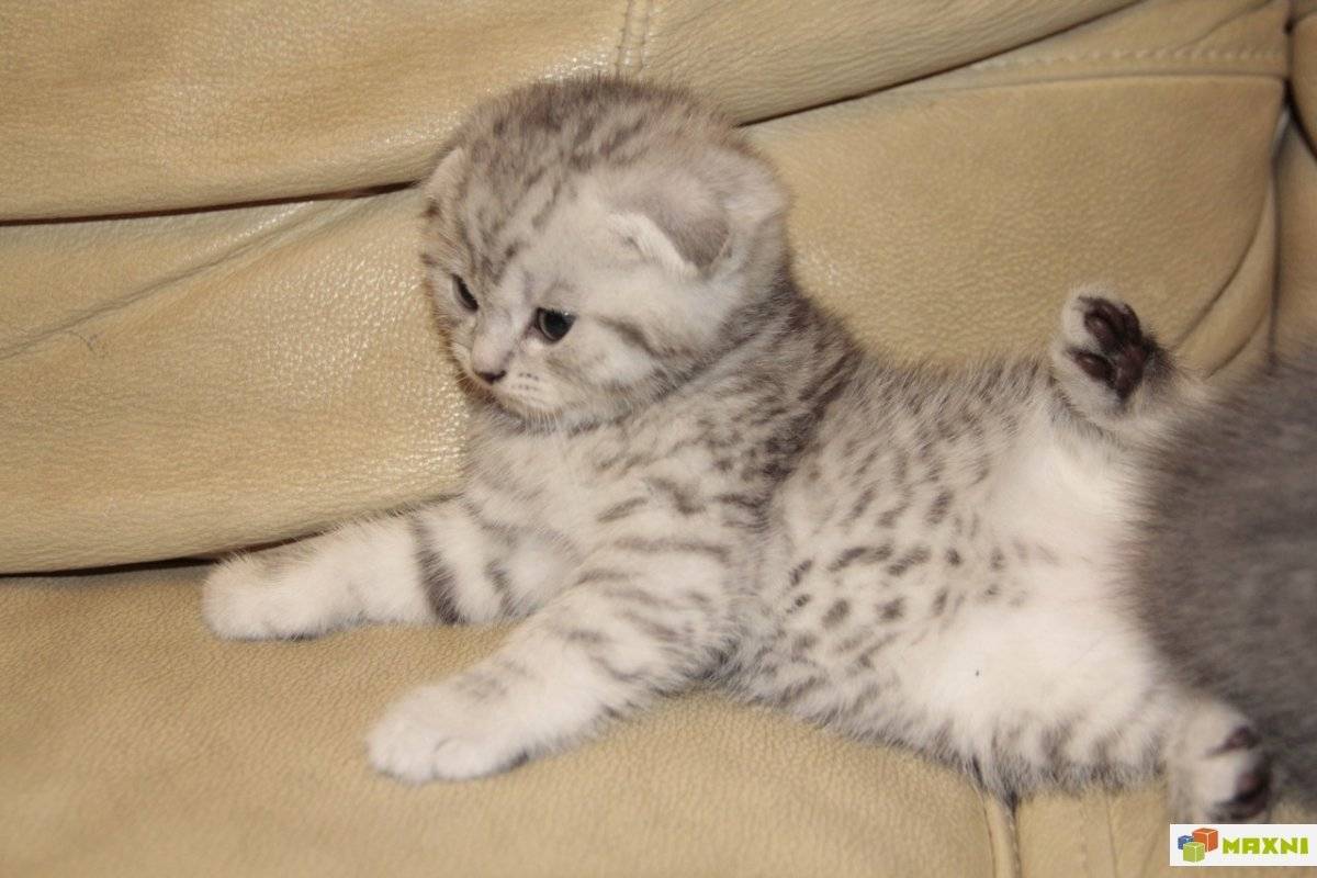 Окрас «вискас» и популярные породы кошек, у которых он встречается