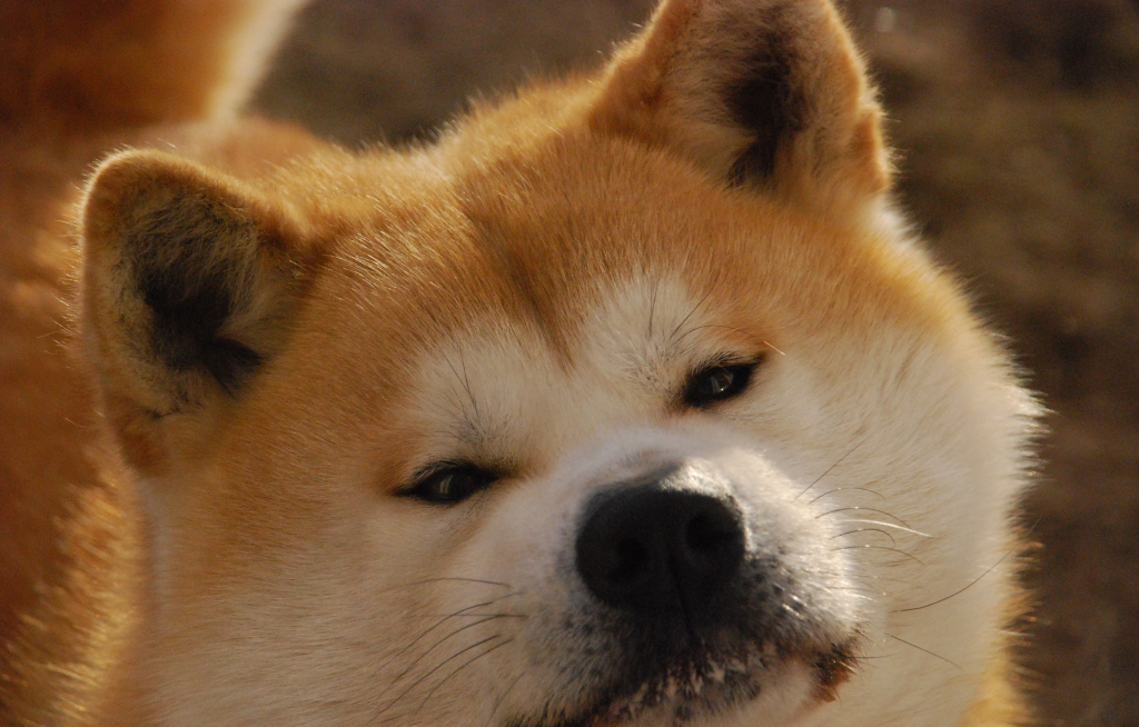 Хатико — порода собаки акита-ину (фото): отличный компаньон и своенравный друг