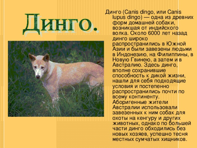 Дикая собака Динго. Собака Динго в Австралии доклад. Динго краткое описание.