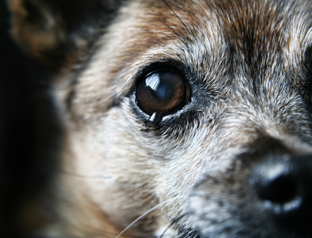 Порода собак которые плачут — сайт эксперта по животным — howmeow