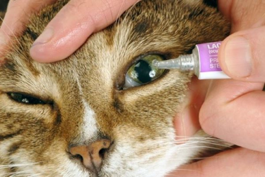 Гноятся глаза у котенка: чем лечить и как промыть в домашних условиях