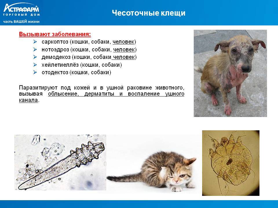 Нотоэдроз у кошек, симптомы, фото и лечение: что это такое и передается ли болезнь человеку?