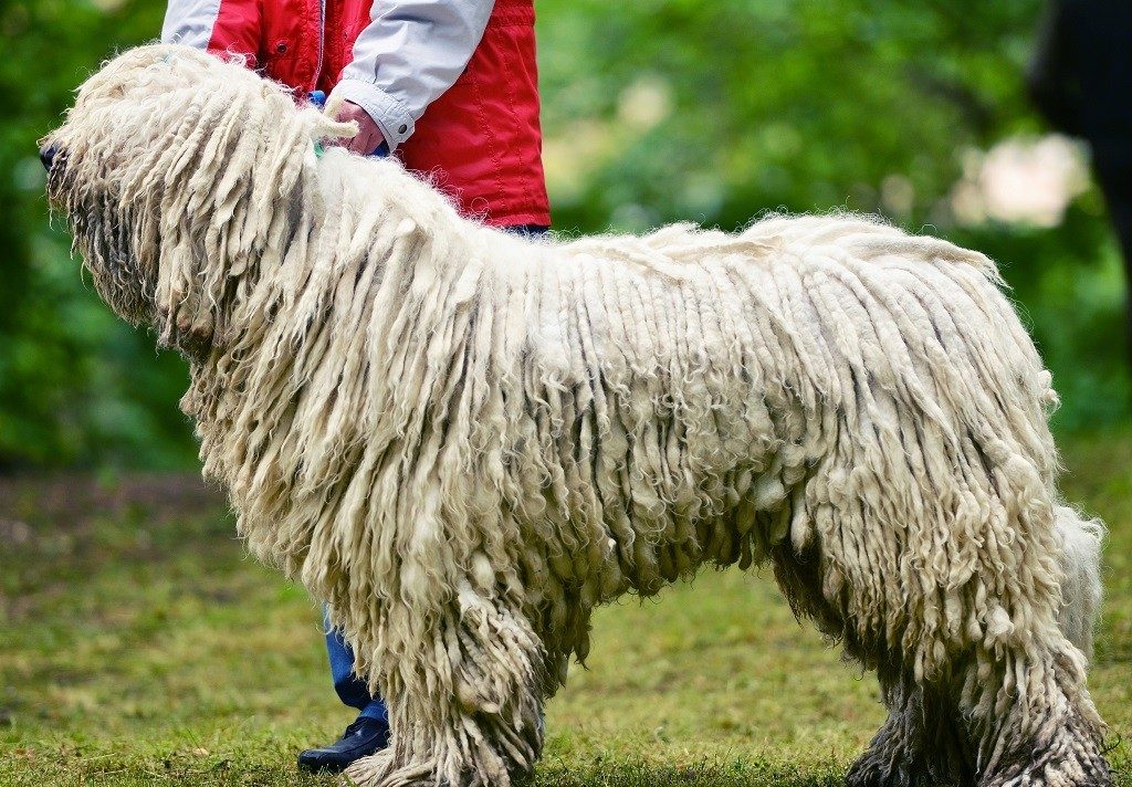 Венгерская овчарка комондор (фото, описание породы)