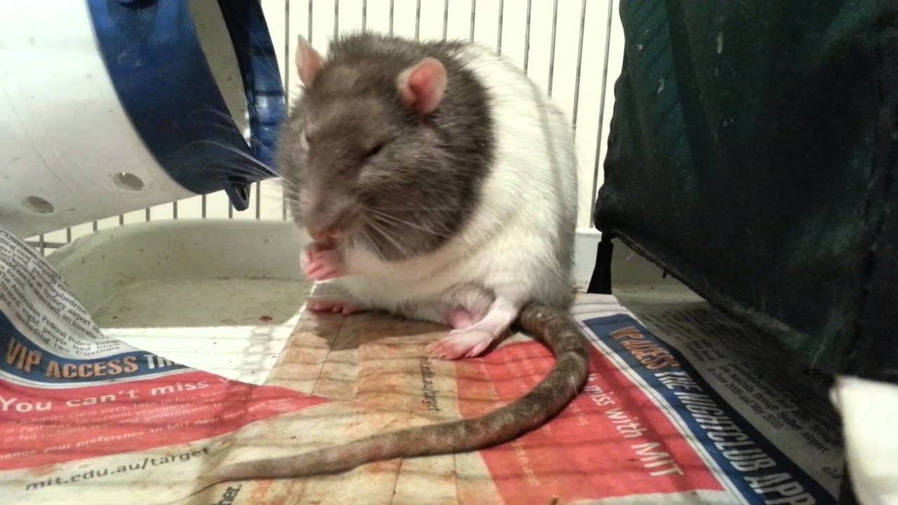 Домашняя крыса чихает с кровью и без - причины, что делать и как лечить?