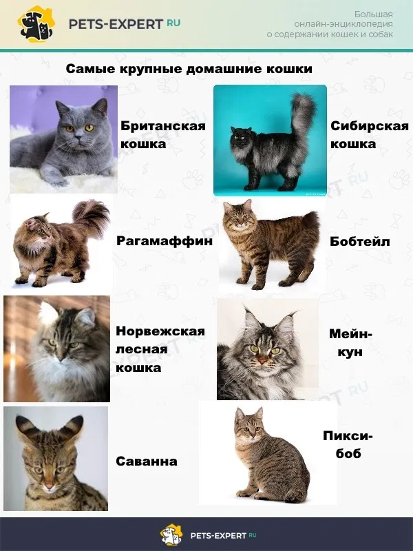 Помоги выбрать кота. Виды кошек. Породы кошек с фотографиями и названиями. Какую породу кошки выбрать. Породы кошек таблица.
