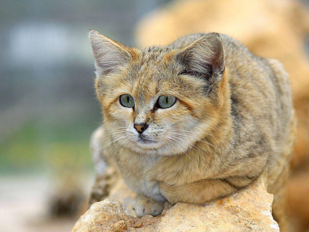 Генерал пустыни: барханный кот