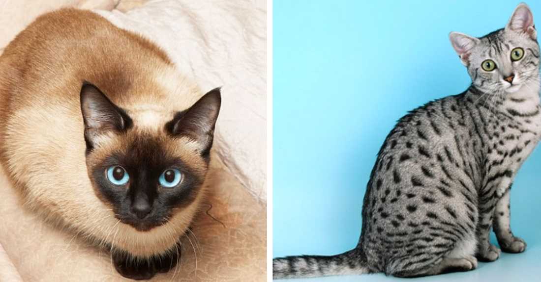 Самые старые коты и кошки нашей планеты