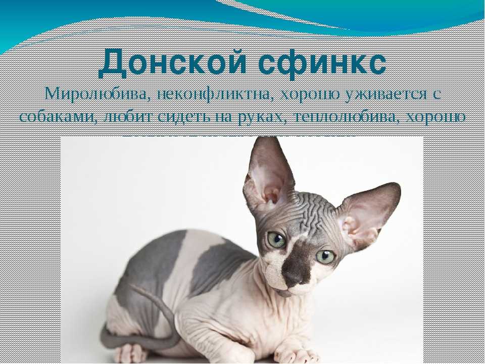 Петерболд (петербургский сфинкс): описание, фото, сколько живут, характер, содержание, уход