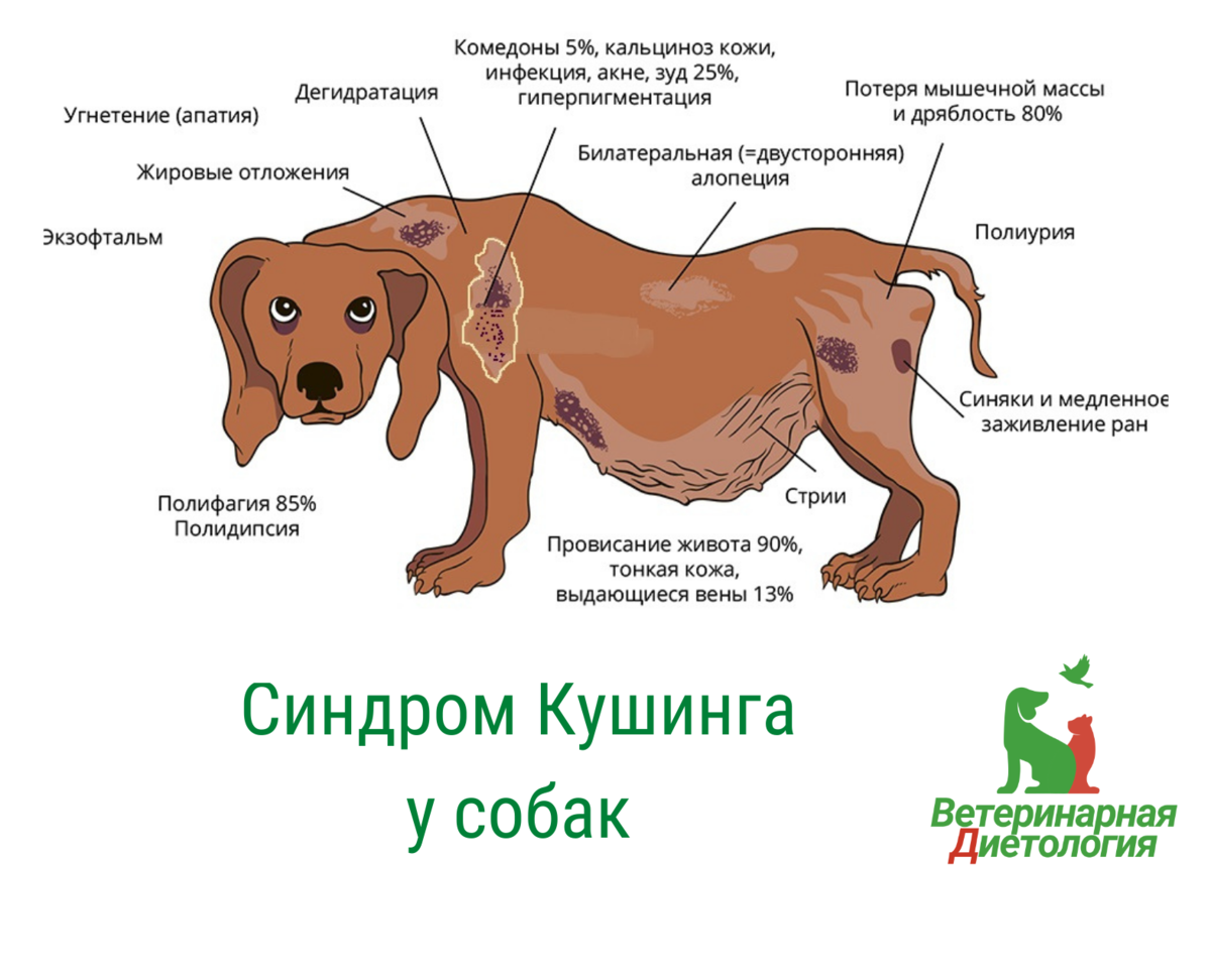 Синдром Кушинга у собак