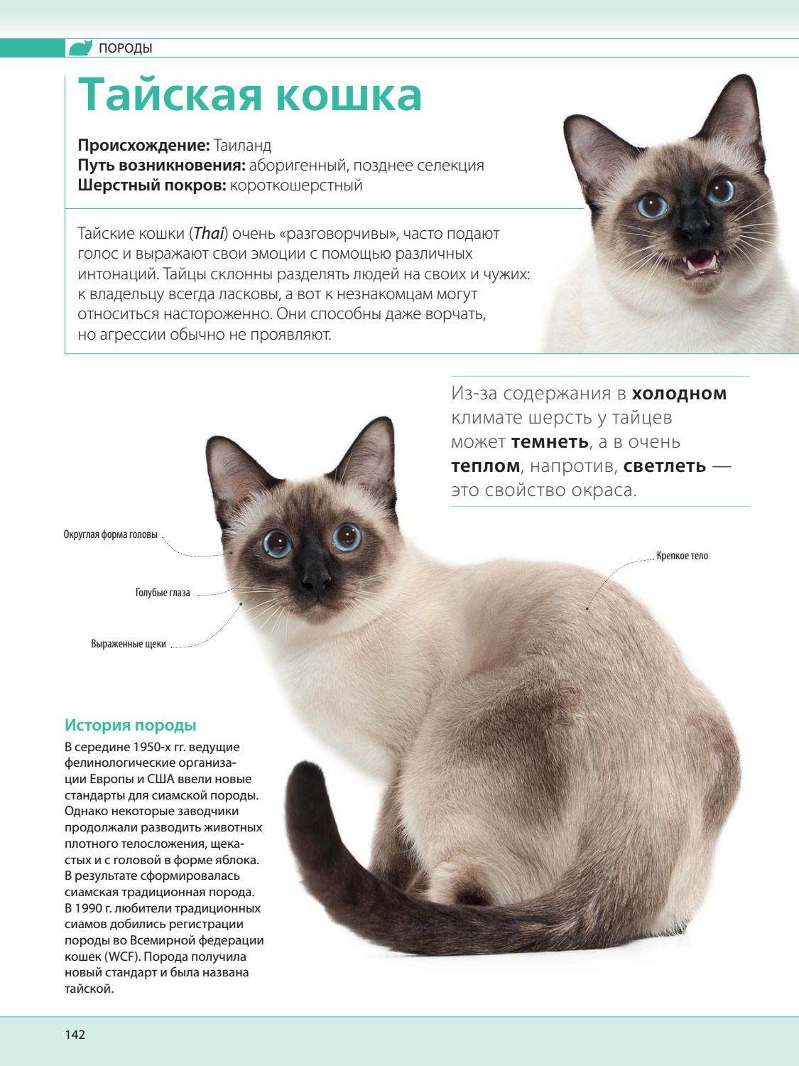 Тайская кошка — описание, стандарт, характер