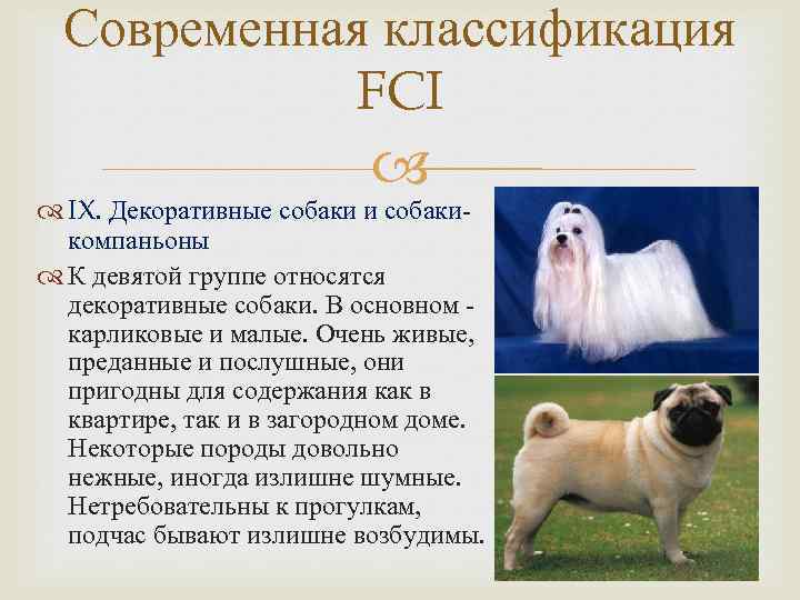 Секция 1. овчарки (классификация пород собак мкф)