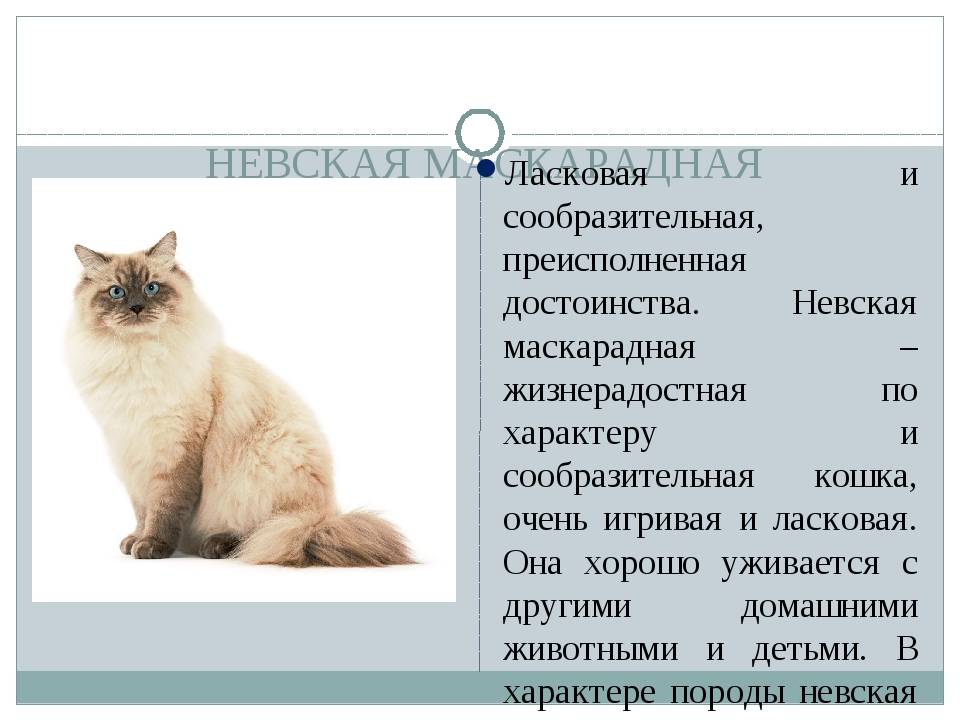Невская маскарадная кошка: описание породы, особенности котов, характер, фото, правила ухода
