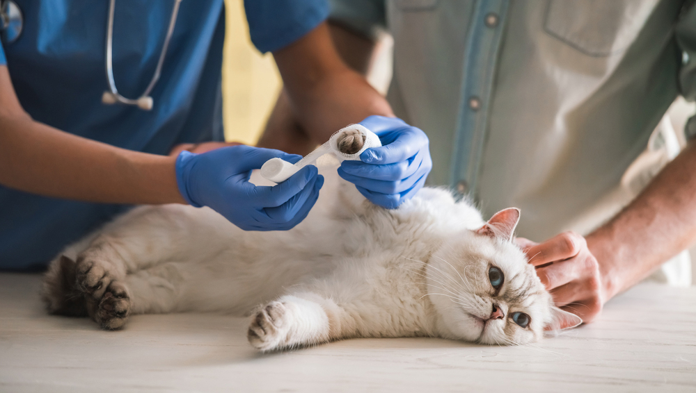 Кошка сломала лапу: симптоматика и оказание первой помощи в домашних условиях