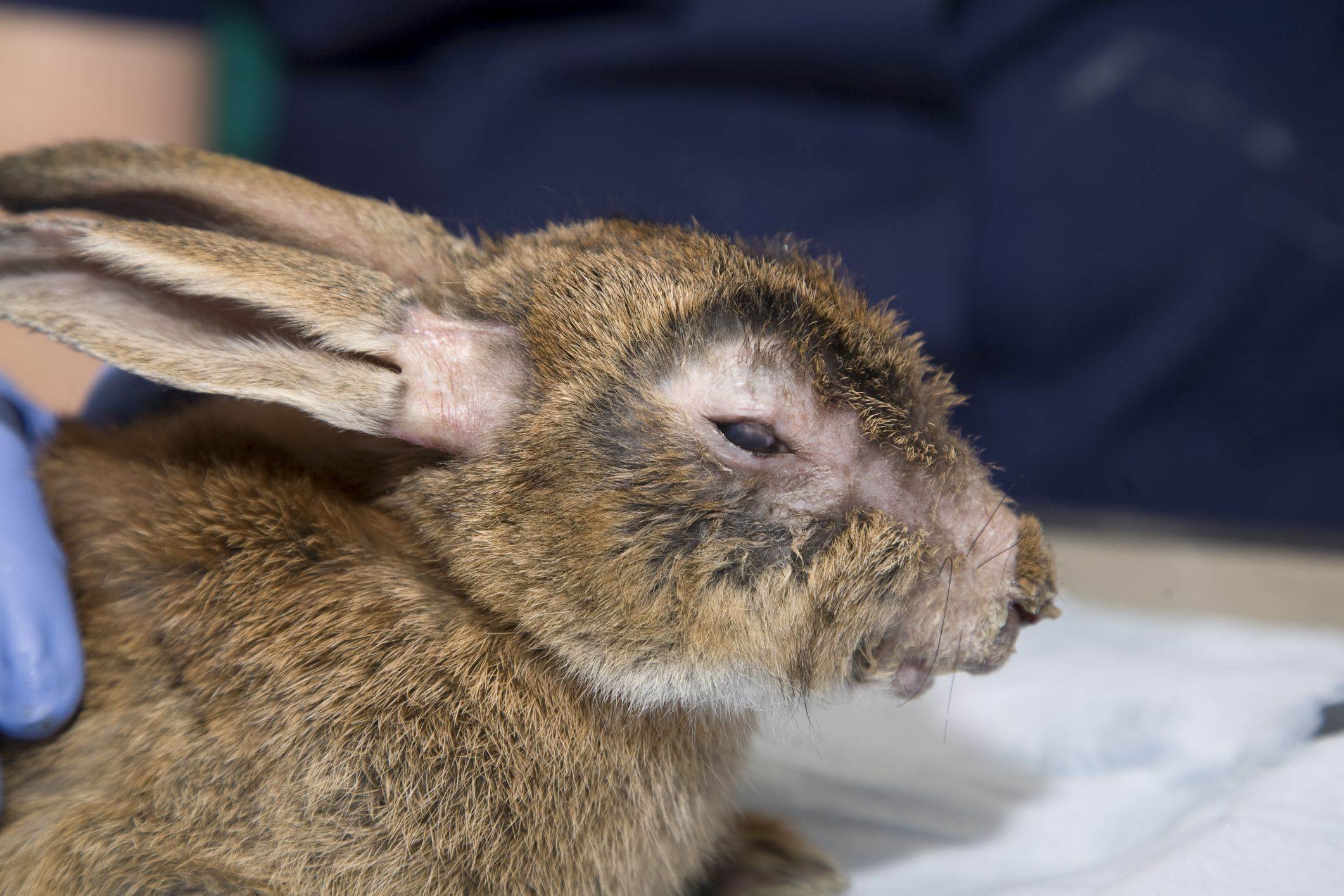 Пододерматит (натоптыши) у кроликов: что делать, как и чем лечить