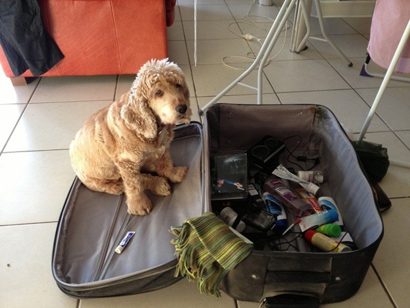Отпуск без собаки: как выбрать передержку
