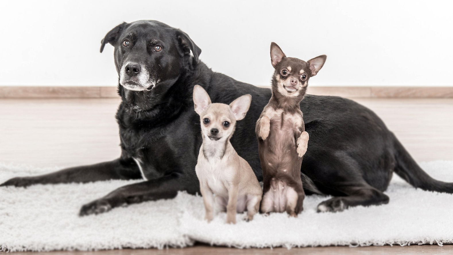 Самые преданные собаки - топ 25 пород самых верных собак с фото.