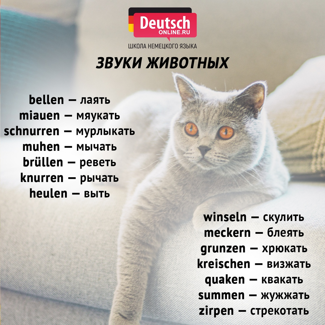 455+ ласковых и милых имен для кошек и котов - красивые клички для котят мальчиков и девочек