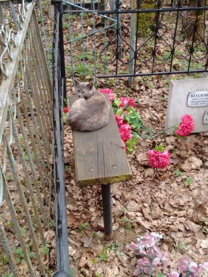 ᐉ можно ли хоронить животных на человеческом кладбище – похороны кошек - zoomanji.ru