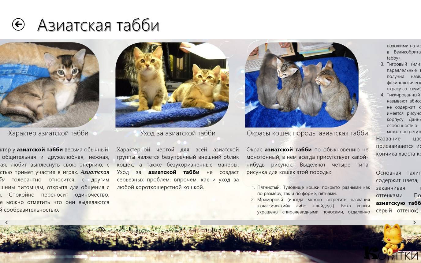 Тонкинская кошка: породные особенности, содержание, характер, как выбрать